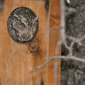 Whiskered Screech-Owl